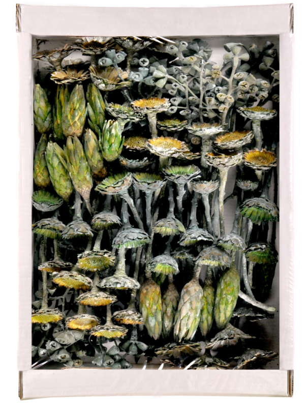 Exoten Sortiment Protea, frosted limegreen (PR361EL)