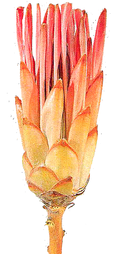 Compacta Flower, pink (PR149)