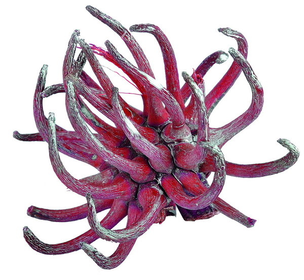 Spidergum claw, red washed (PR529ER)