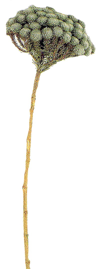 Brunia Albiflora, natur (PR193F)