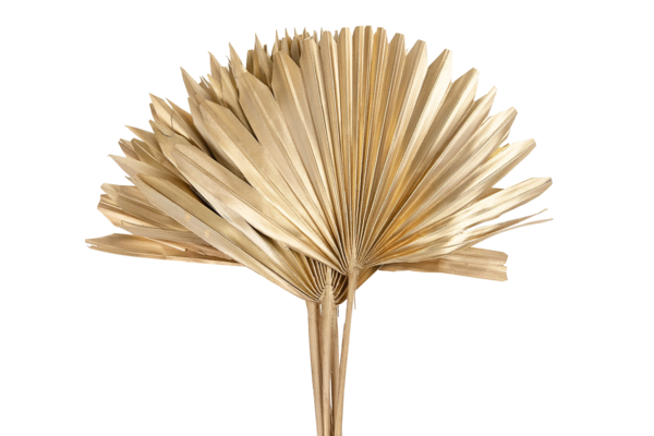 Palm Sun Spear, natur (PR101E)