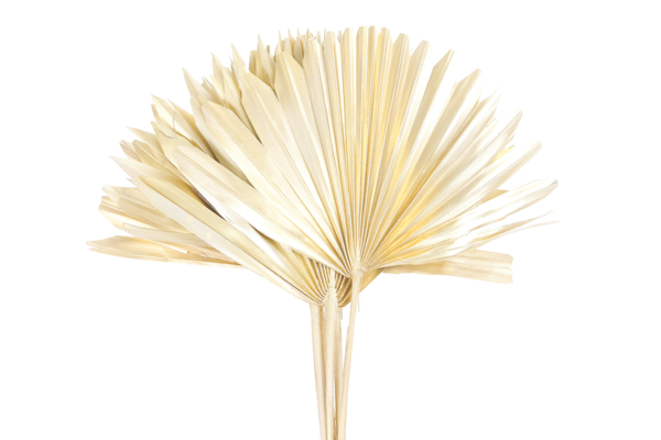 Palm Sun Spear, gebleicht (PR121G)